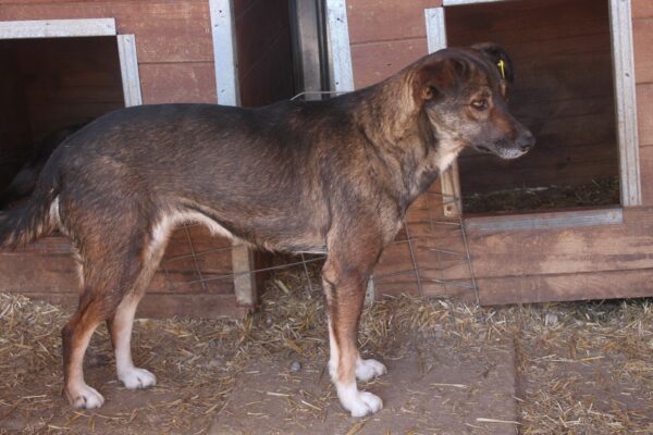 JACINTA (♀) – Bild 15