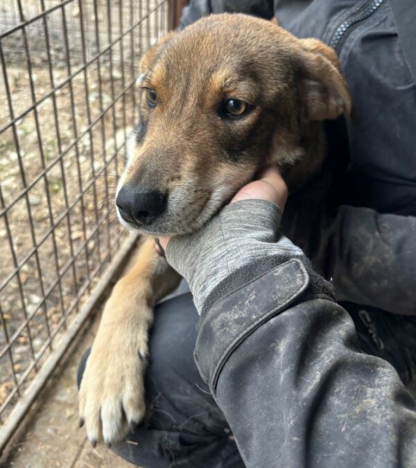 ELVIS (♂) - reserviert Tierhilfe Lebenswert DR - vermittelt – Bild 3