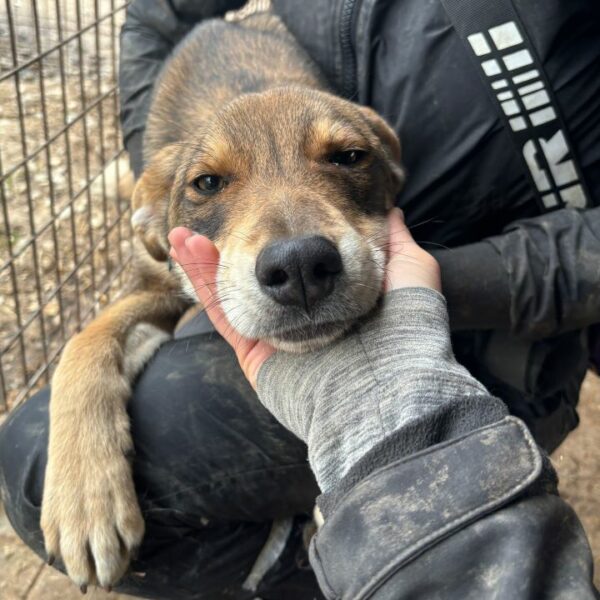 ELVIS (♂) - reserviert Tierhilfe Lebenswert DR - vermittelt – Bild 4
