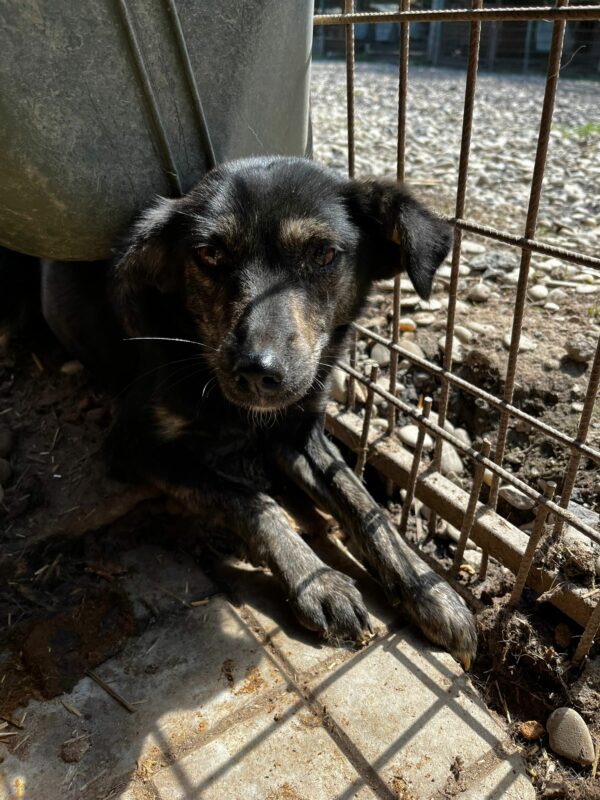 MINNI (♀) - im Shelter total überfordert und fertig - jetzt auf PDR PS im PLZ Bezirk 35 - vermittelt – Bild 4