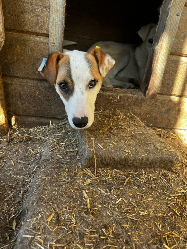 CHARIS (♀) - Mobbingopfer - dringend Platz gesucht - vermittelt MD – Bild 2
