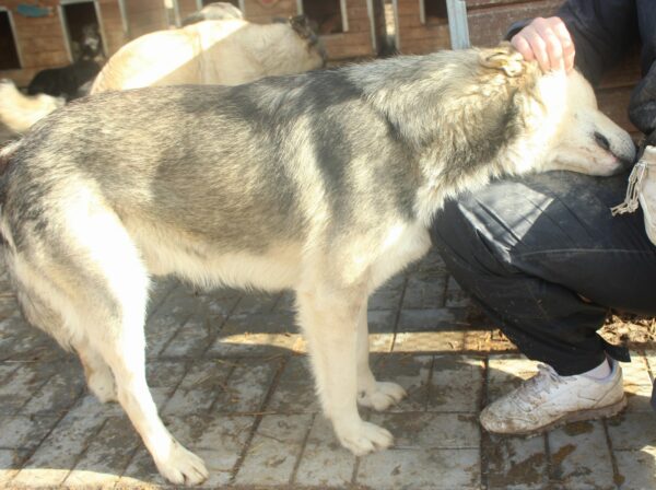 MONTI (♂) - Nickhautvorfall rechts – Bild 7