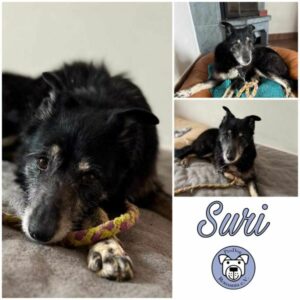 SURI - Gnadenplatzhund seit dem 17.02.2024