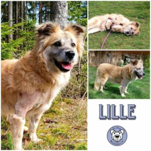 LILLE - Gnadenplatzhund seit dem 03.04.2024 -RBB 10/24