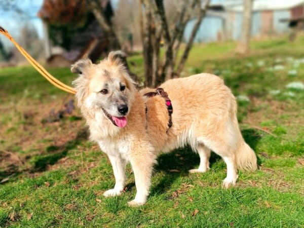 LILLE - Gnadenplatzhund seit dem 03.04.2024 -RBB 10/24 – Bild 5