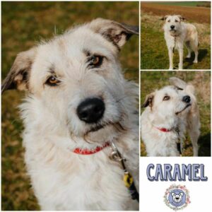 CARAMEL (♀) in 68799 Reilingen -vermittelt
