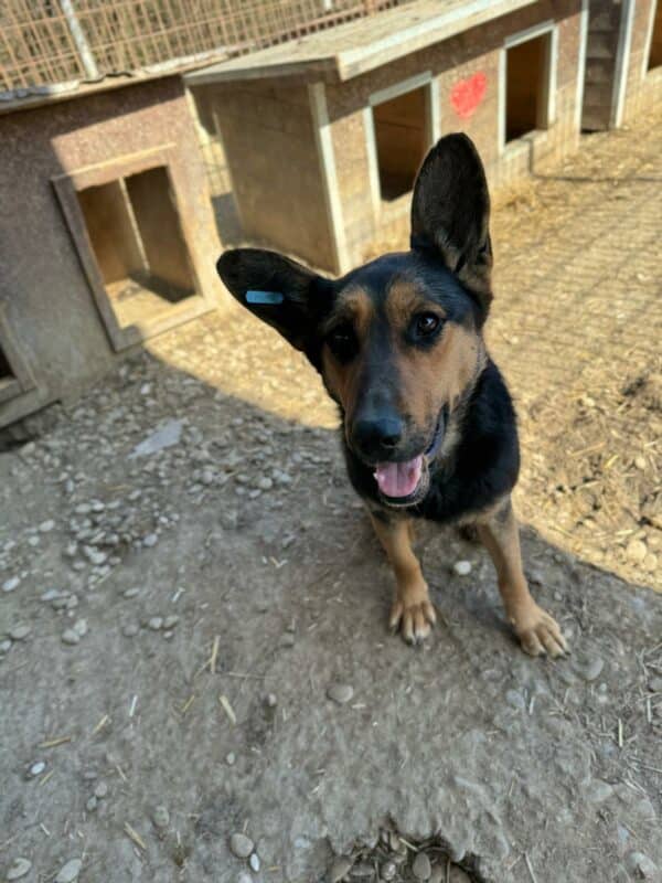 LAJA (♀) – Bild 8