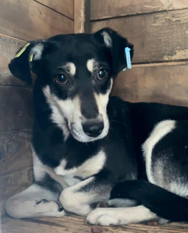 RONI (♀) – Bild 11