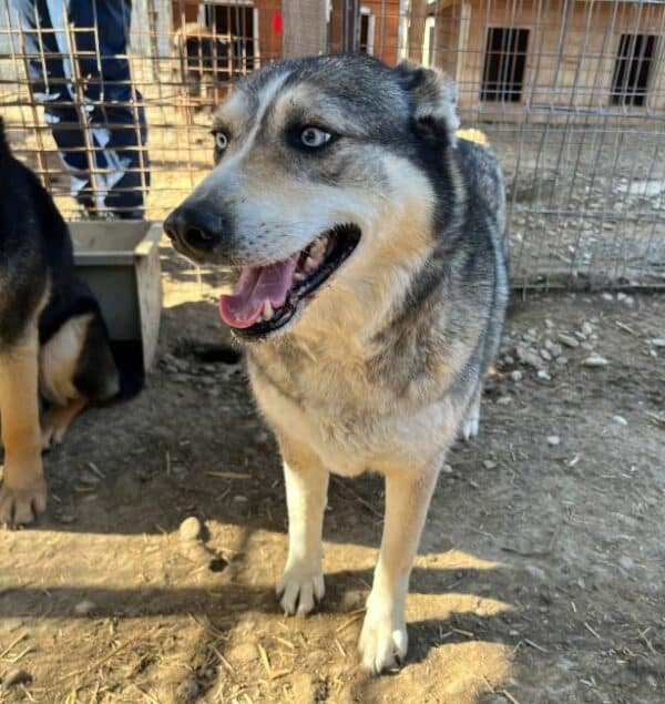 ASKARA (ASKARI) (♀) – Bild 8
