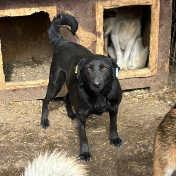 SIYAH (♀) – Bild 9