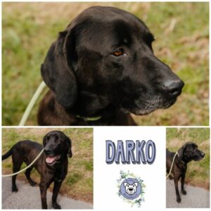 DARKO (♂) in 99636 Ostramondra - vermittelt