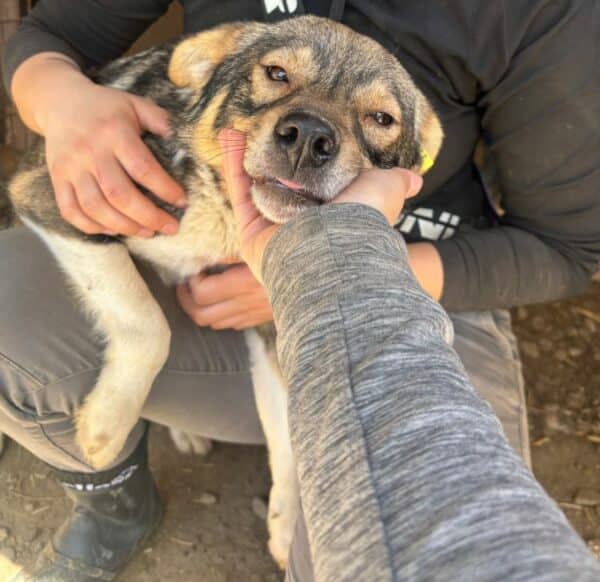 ROCKET (♂) - dringend Platz gesucht - vermittelt Betty – Bild 2