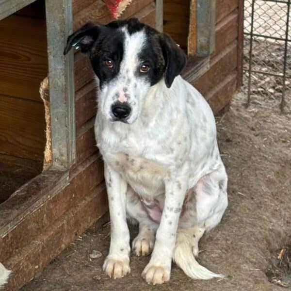 LEELOO (♀) – Bild 5