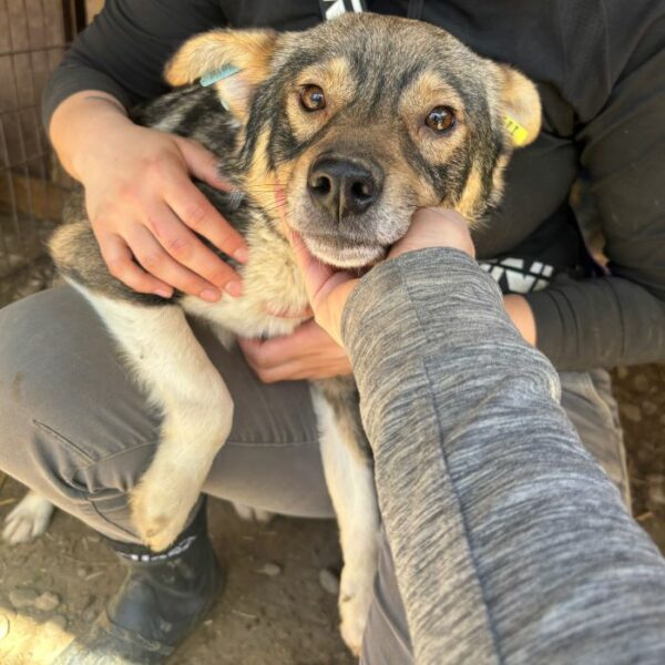 ROCKET (♂) - dringend Platz gesucht - vermittelt Betty – Bild 3