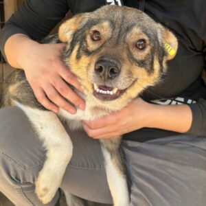 ROCKET (♂) - dringend Platz gesucht - vermittelt Betty