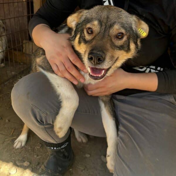ROCKET (♂) - dringend Platz gesucht - vermittelt Betty – Bild 4