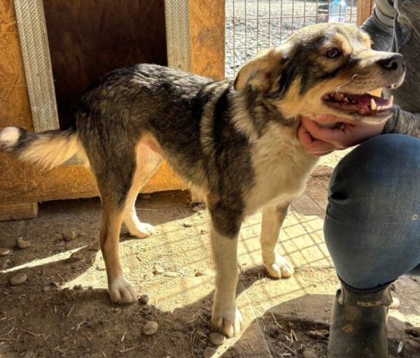 ROCKET (♂) - dringend Platz gesucht - vermittelt Betty – Bild 5