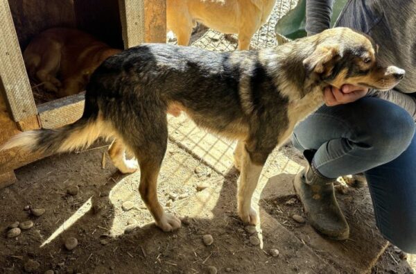 ROCKET (♂) - dringend Platz gesucht - vermittelt Betty – Bild 6