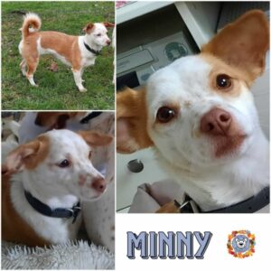 MINNY (♀) in 75417 Mühlacker - vermittelt