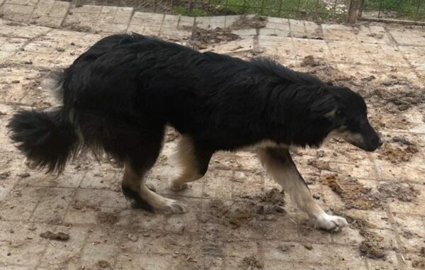 MALEIKA (♀) – Bild 6