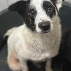 ZARAH (♀) - Med. Notfall: Gnadenplatz dringend gesucht - ausgereist zum TH Tuttlingen