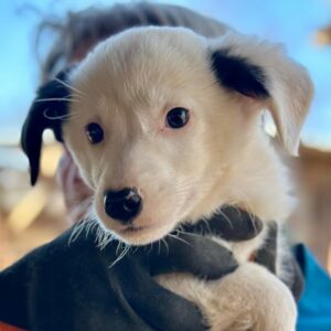 LUCKY JIM (♂) - im Shelter bereits etwas unsicher - jetzt auf PDR PS im PLZ Bezirk 31 - vermittelt
