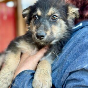 TENNER (♂) - ausgereist zur Hundescheune Fläming