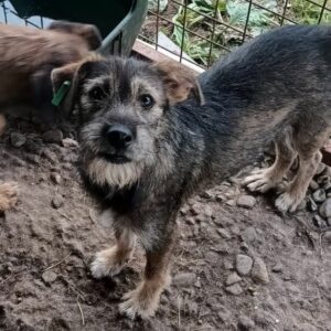 SCOOBY (♂) - ausgereist zur Tierhilfe Lebenswert DR 06.12.2024