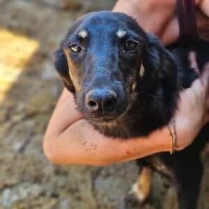 SMARTEE (♀) - ausgereist zu Step by Paw (AL)