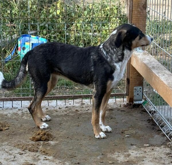 HEIDI (♀) (=FILLY) – Bild 2