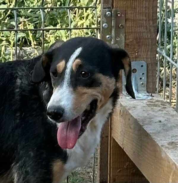 HEIDI (♀) (=FILLY)