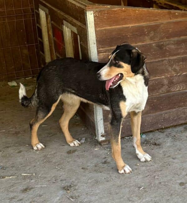 HEIDI (♀) (=FILLY) – Bild 5