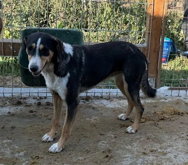 HEIDI (♀) (=FILLY) – Bild 8