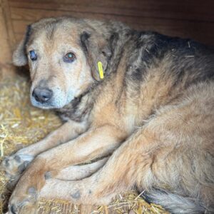 MOZZIE (♂) - NOTFALL: Hautprobleme, rechts starke Augenentzündung, evtl. blind