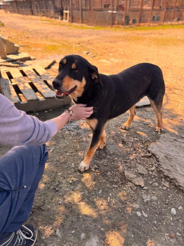 AMIQ (♂) - ausgereist zur Hundescheune Fläming (AL) – Bild 6