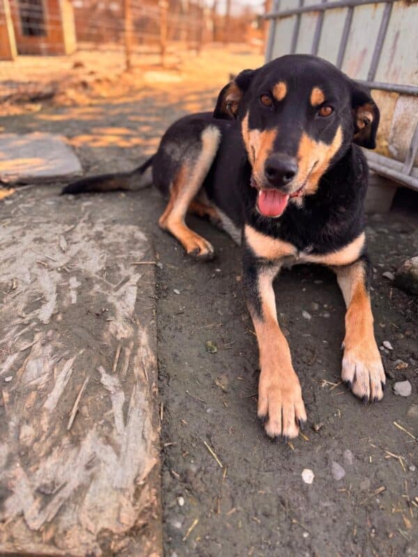 AMIQ (♂) - ausgereist zur Hundescheune Fläming (AL) – Bild 7