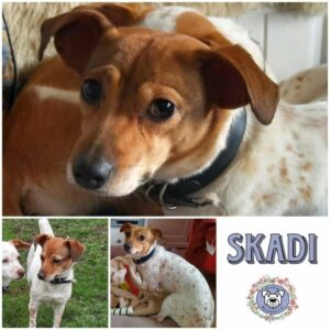 SKADI (♀) in 75417 Mühlacker - vermittelt