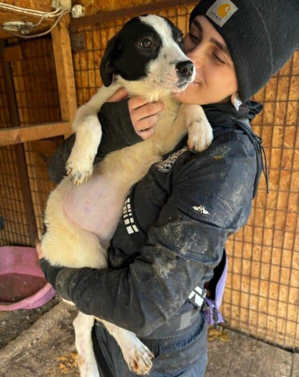 ROSI (♀) - ausgereist zur Hundescheune Fläming – Bild 4