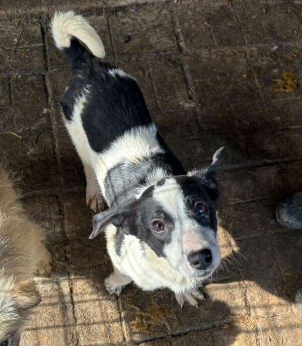 ROSI (♀) - ausgereist zur Hundescheune Fläming – Bild 6