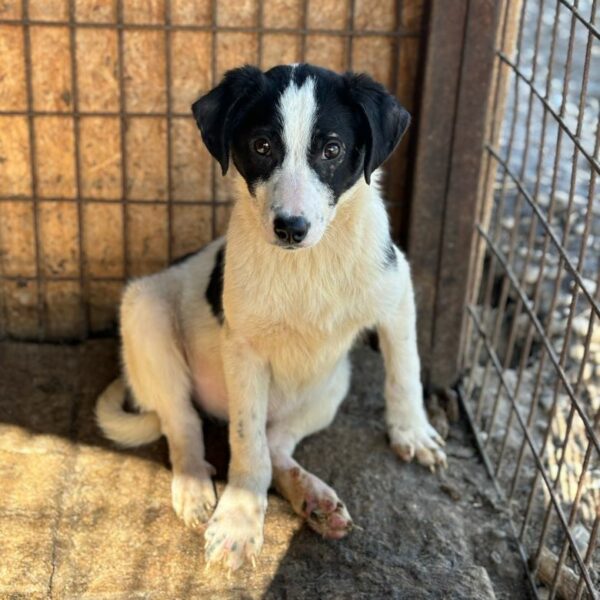 ROSI (♀) - ausgereist zur Hundescheune Fläming – Bild 2