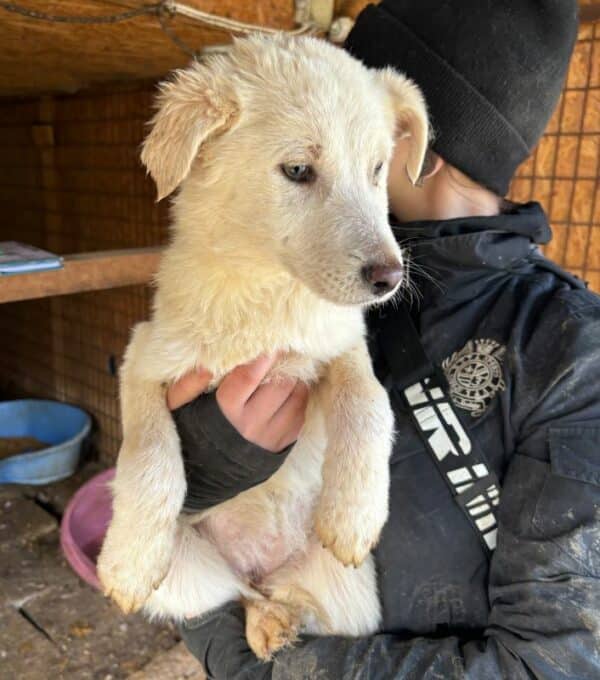 PUCKI (♀) - ausgereist zur Hundescheune Fläming – Bild 6