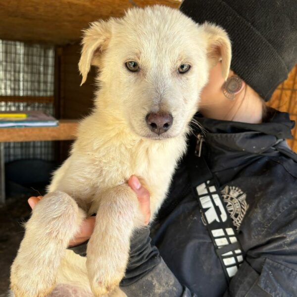 PUCKI (♀) - ausgereist zur Hundescheune Fläming – Bild 2