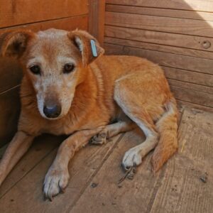 MARIA (♀) - Seniorin