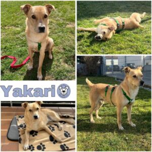 Yakari (♂) 71154 Nufringen - vermittelt