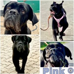 Pink (♀) in 56355 Lautert - vermittelt