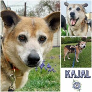 Kajal (Buck) (♂) in 96052 Bamberg - vermittelt