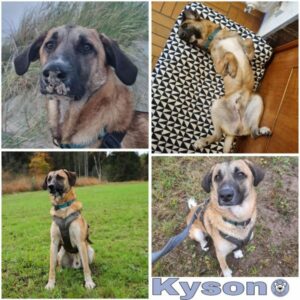 Kyson (♂) in 79736 Rickenbach - vermittelt