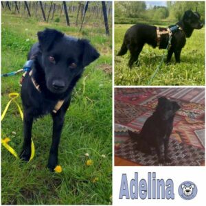 Adelina (♀) in 76829 Landau in der Pfalz - vermittelt