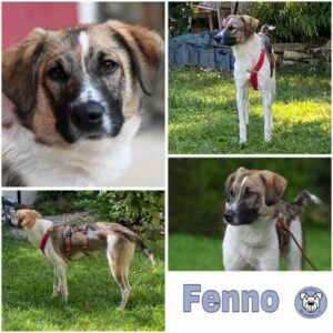 Fenno (♂) in 72202 Nagold