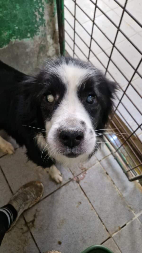 CAPONE (♂) - Notfall-Senior - als PDR GPH auf dem Eulenhof – Bild 5